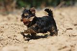 YORKSHIRE TERRIER 455